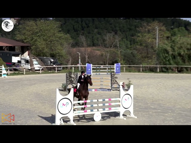 Cheval &agrave; vendre - Magnifique hongre de 11 ans