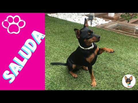 Como enseñar a tu perro a dar la pata y saludar · Dogs play