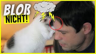 Die Top 10 schlimmsten Fehler in der Katzenerziehung!