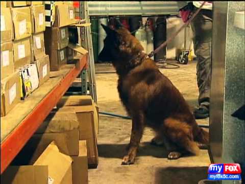 Drug Sniffing Dogs For Hire