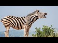Detroit Zoo Wildlife Adventure Story The Zebra And The Baboon