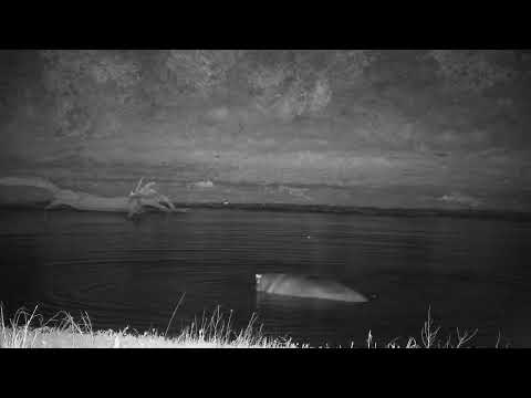 Djuma: Hippo getting active and then leaves the dam - 19:23 - 09/23/2023