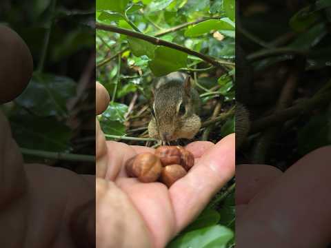 King Mooshy wanted to wish a Happy 14th Birthday to Leah O’Neal, fill the cheeks #shorts #mooshy