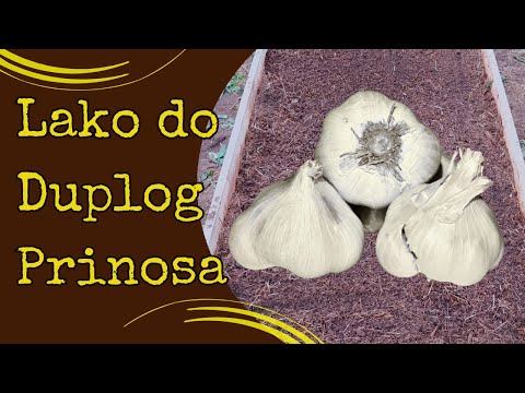 Double Your Garlic Yield - When and How to Plant Garlic for Bigger Cloves - S1E5