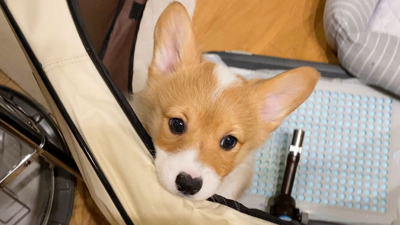 コーギーを迎える予定はありますか？