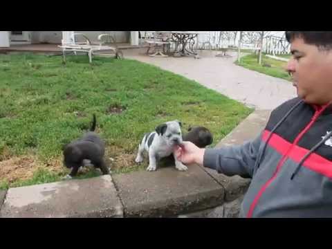 download lagu mp3 mp4 Haze Bully, download lagu Haze Bully gratis, unduh video klip Haze Bully