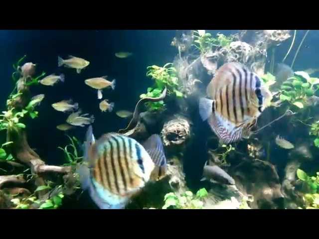 FIRE EEL 600 gallon planted discus tank