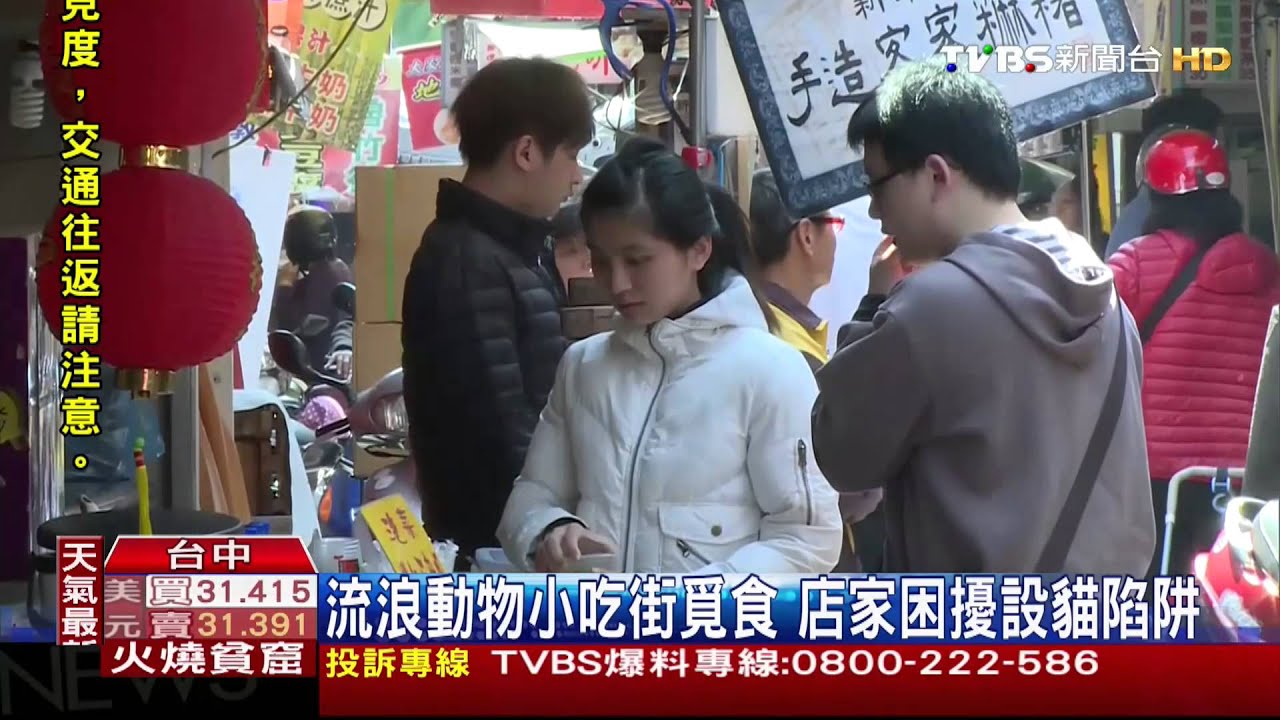 牙籤針板當陷阱防貓咪 民眾:太殘忍!