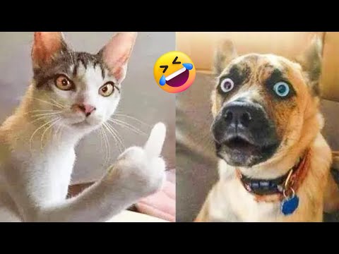 Funny Dogs And Cats Videos 2023 😅👌 - Best Animal Videos😁