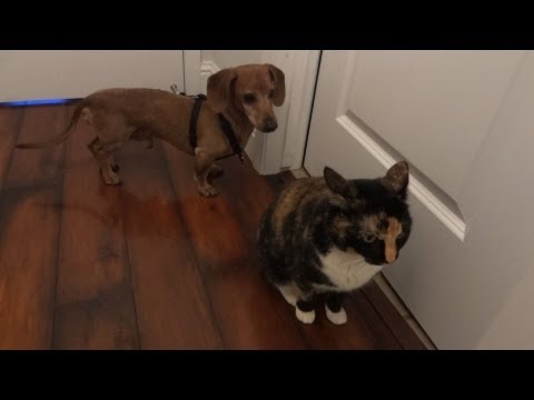download lagu mp3 mp4 Dachshund Cat, download lagu Dachshund Cat gratis, unduh video klip Dachshund Cat