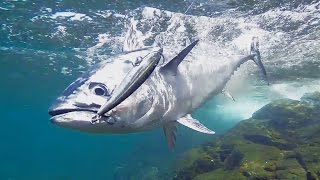 Sight Cast Fishing for Tuna off Beautiful Island Headlands
