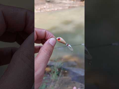 Casting hampala#shorts