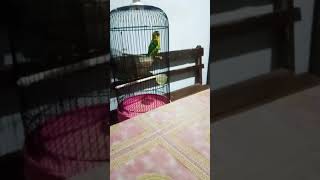 Download lagu #lovebirdkonslet lovebird isian walet mp3 Download lagu #lovebirdkonslet lovebird isian walet mp3