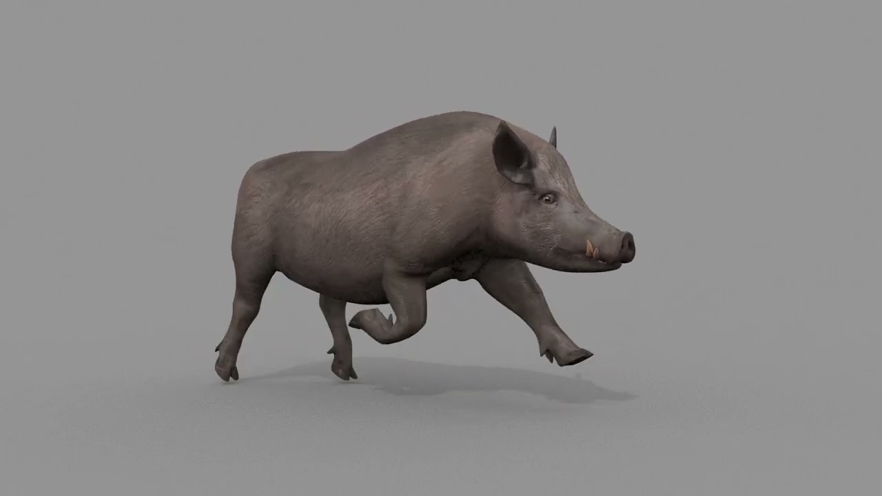 Boar Javali attacker pig - animated 3d fur model 3D Model