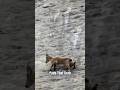 How Mountain Goats are able to Climb Steep Hills 🤯
