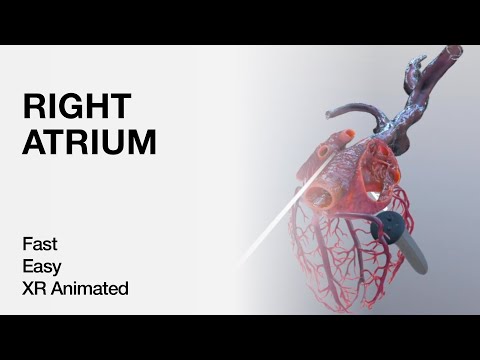 Right Atrium Anatomy - Explained in Mixed Reality