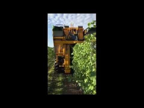 download lagu mp3 mp4 Irsai Oliver Palinka, download lagu Irsai Oliver Palinka gratis, unduh video klip Irsai Oliver Palinka