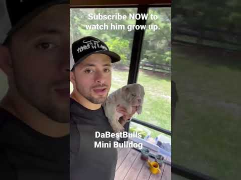 Self Defense Revolver Reviews: Charter Arms Bulldog Gun Review