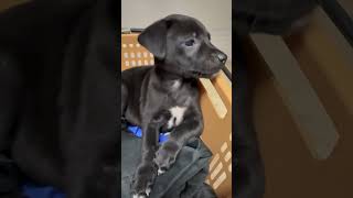 Video preview image #1 Mutt Puppy For Sale in Boca Raton, FL, USA