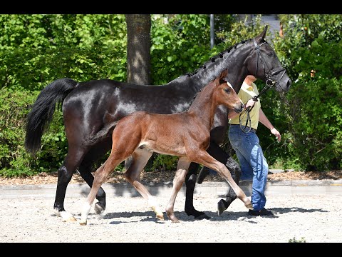 Nr 16 HF Casalido ElBundy