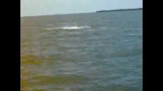 preview picture of video 'Delfines en la Bahía de Jobos en Guayama'
