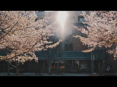 【桃山学院教育大学】キャンパス風景　“SAKURA” April 2020