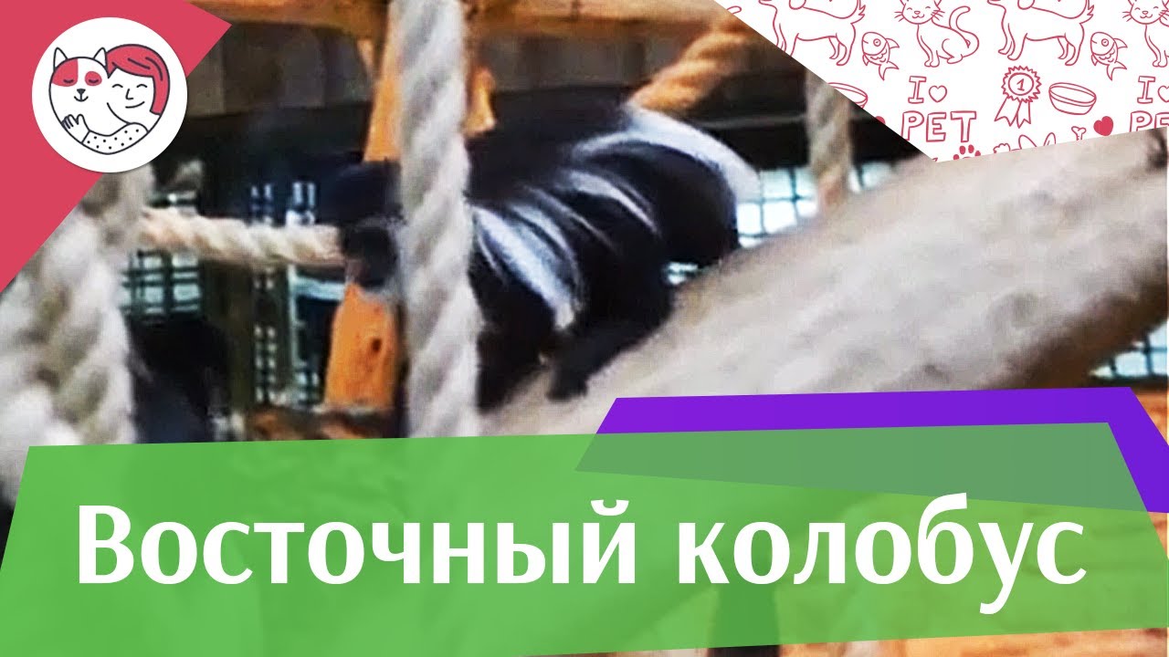 Восточный колобус Рацион на ilikepet