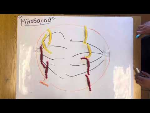 Mitosquad premiere: mitosis