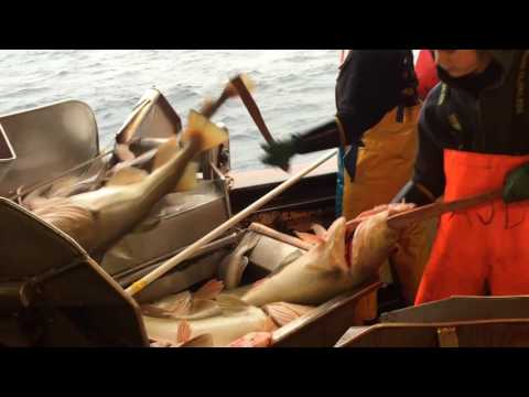 Veidar1 - Grønland 2016