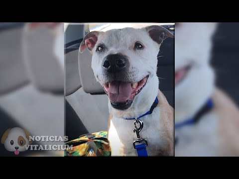 La REACCIÓN de este perro anciano cuando se entera que fue finalmente ADOPTADO tocará tu corazón 🐶