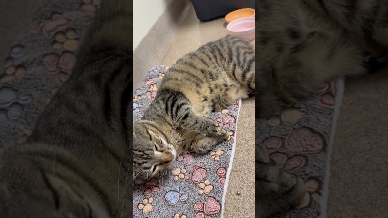 Mack, a Adoptable Domestic Short Hair in Oshkosh, WI video 4/4