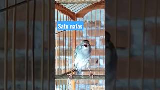 Download lagu KENARI GACOR satu nafas durasi 1 menit up #kenarigacor  #kenarigacordurasipanjang mp3