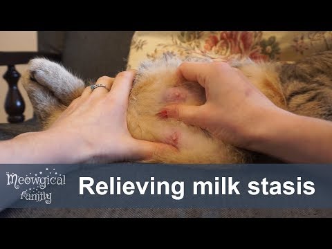 🤔 Milk stasis and mastitis - what to do?