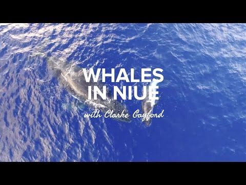 Whales in Niue with Clarke Gayford