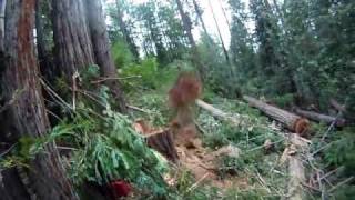 {GoPro Hero Helmet Cam}Falling Redwood Tree&#39;s In Gualala,CA  (GOPRO HD Camera)