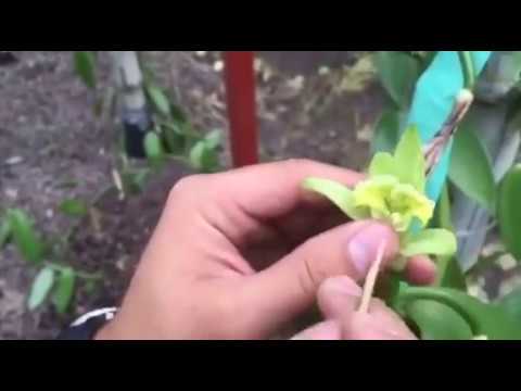 Vanille Befruchtung - Vanillebestäubung von Hand - Mexico Vanille