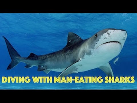 Shark Attack: Truth and Myths, Scuba Diving with Sharks HD Video by Freedom Divers, Phuket