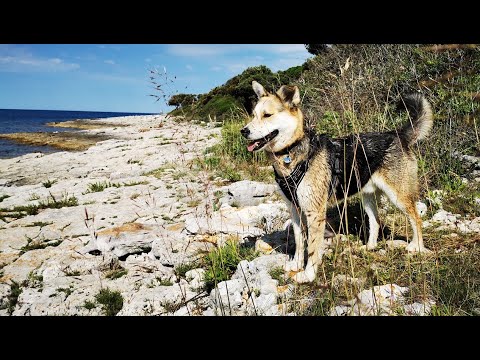 Kroatien mit Hund