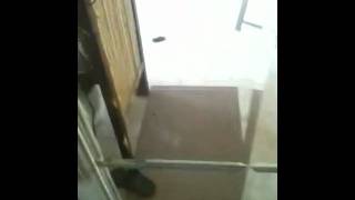 The Day Charlie(My dog) Brought Home A Mole