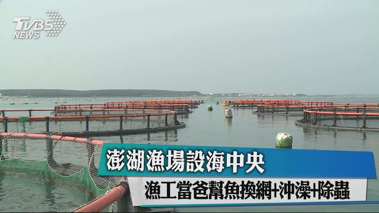 澎湖漁場設海中央 漁工當爸幫魚換網+沖澡+除蟲