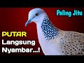 SUARA TEKUKUR GACOR PALING AMPUH UNTUK PIKAT BURUNG LIAR