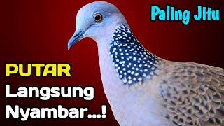 Download lagu SUARA TEKUKUR GACOR PALING AMPUH UNTUK PIKAT BURUNG LIAR mp3