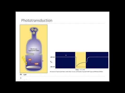 OSSM Neuro Chapter 9 - Phototransduction