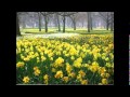 Seven Golden Daffodils - Paul & Francis