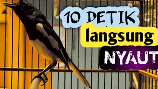 Download lagu PANCINGAN PALING AMPUH BUAT KACER TROTOL DI PAGI HARI || KACER GACOR NGEPLONG mp3