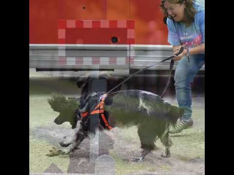 Central K9 Services video.