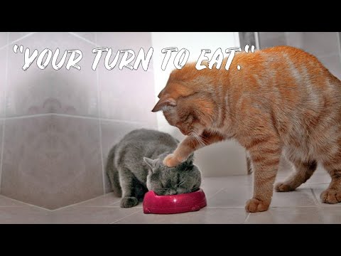 💕 Cats take turns eating in the same food bowl 💕 Try not to laugh or even smile 64