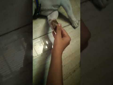#trend #dhriti the little artist#dog #dog lover#short video#cute dog