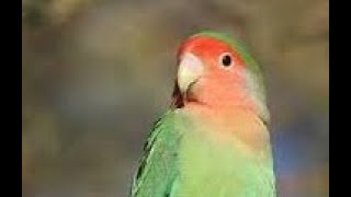 Download lagu MASTERAN LOVEBIRD KUSUMO mp3 Download lagu MASTERAN LOVEBIRD KUSUMO mp3