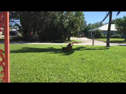 Narla and Jon Jon my sister's dogs in Florida
